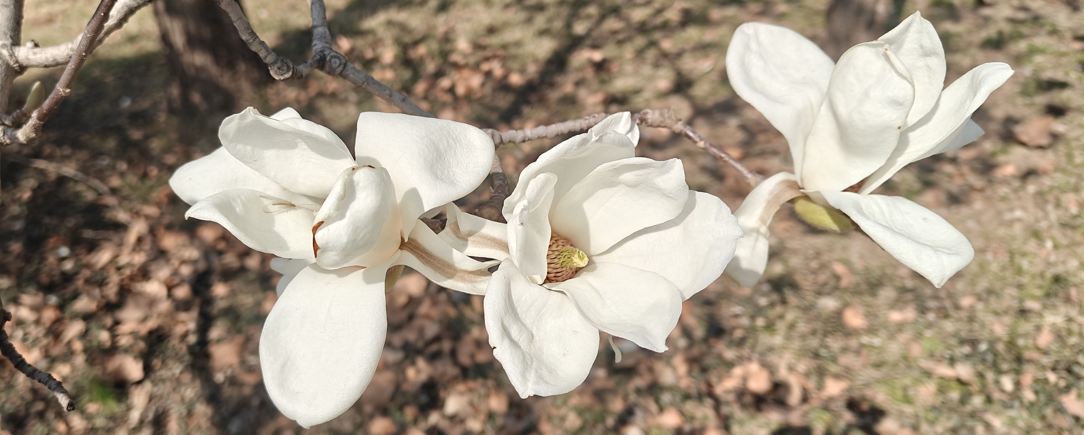 白玉兰花