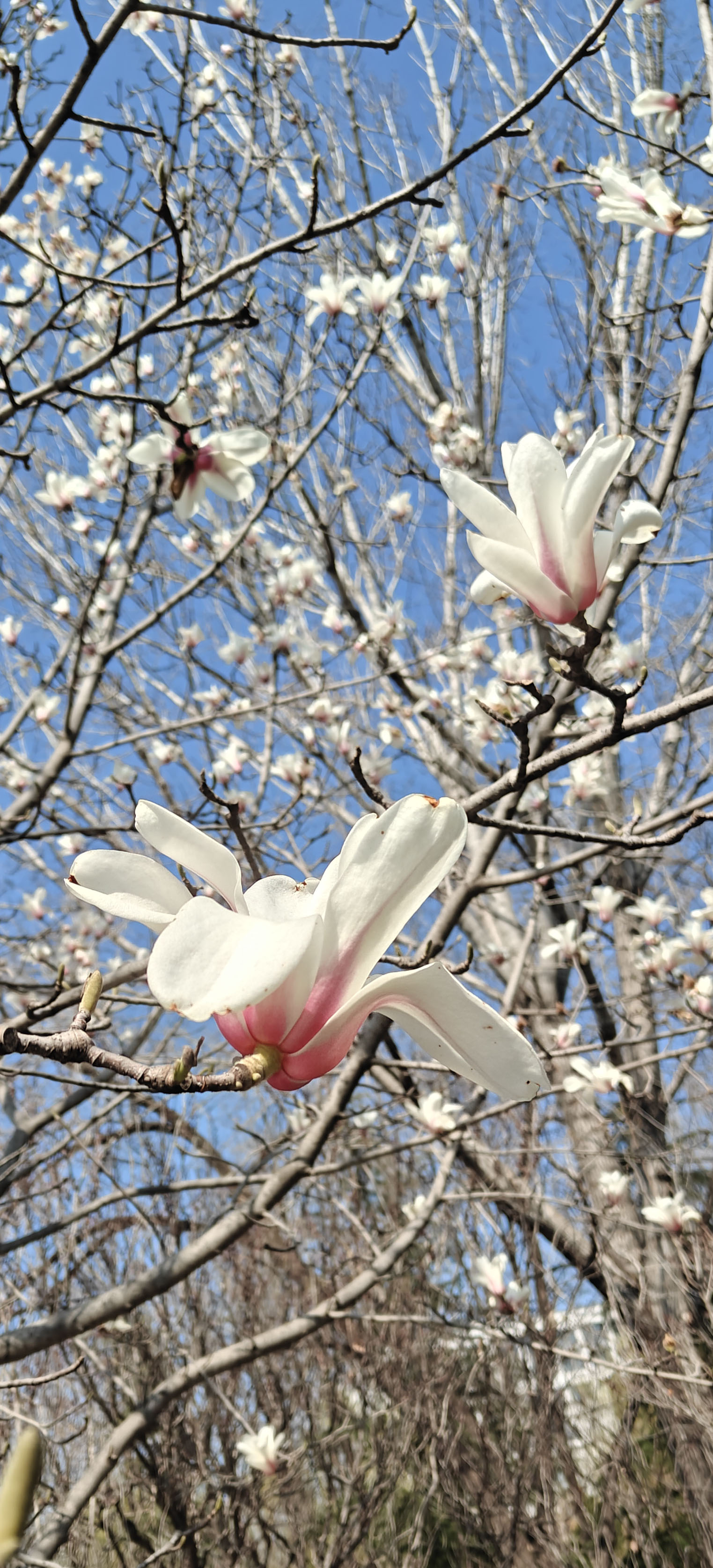 白玉兰花