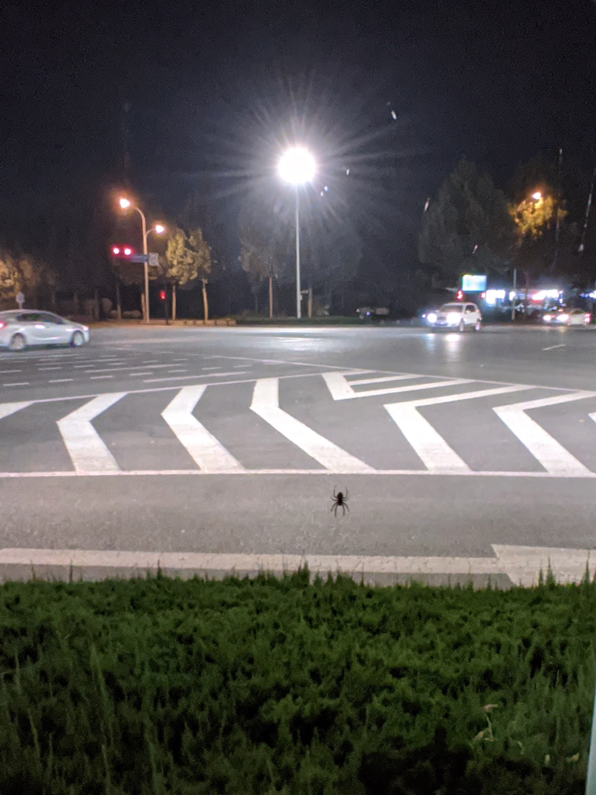 路边不知名的大蜘蛛